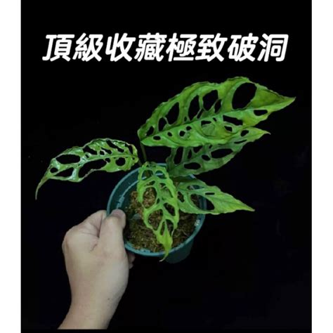 龜背芋屬|龜背芋屬：植物界的奇幻怪獸 – 植物盆栽綠寶典